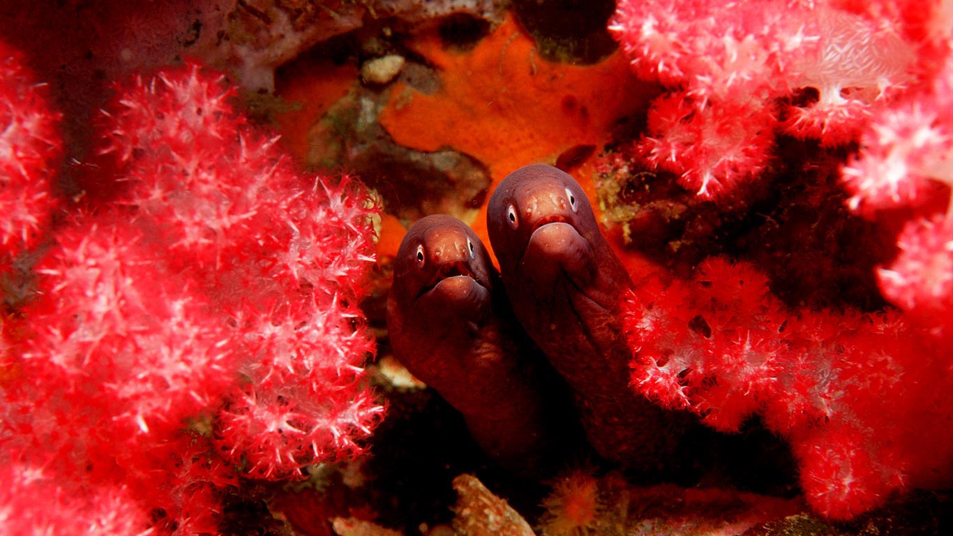 Greyface moray eels in the Andaman Sea (© Reinhard Dirscherl/Aurora Photos)(Bing Canada)