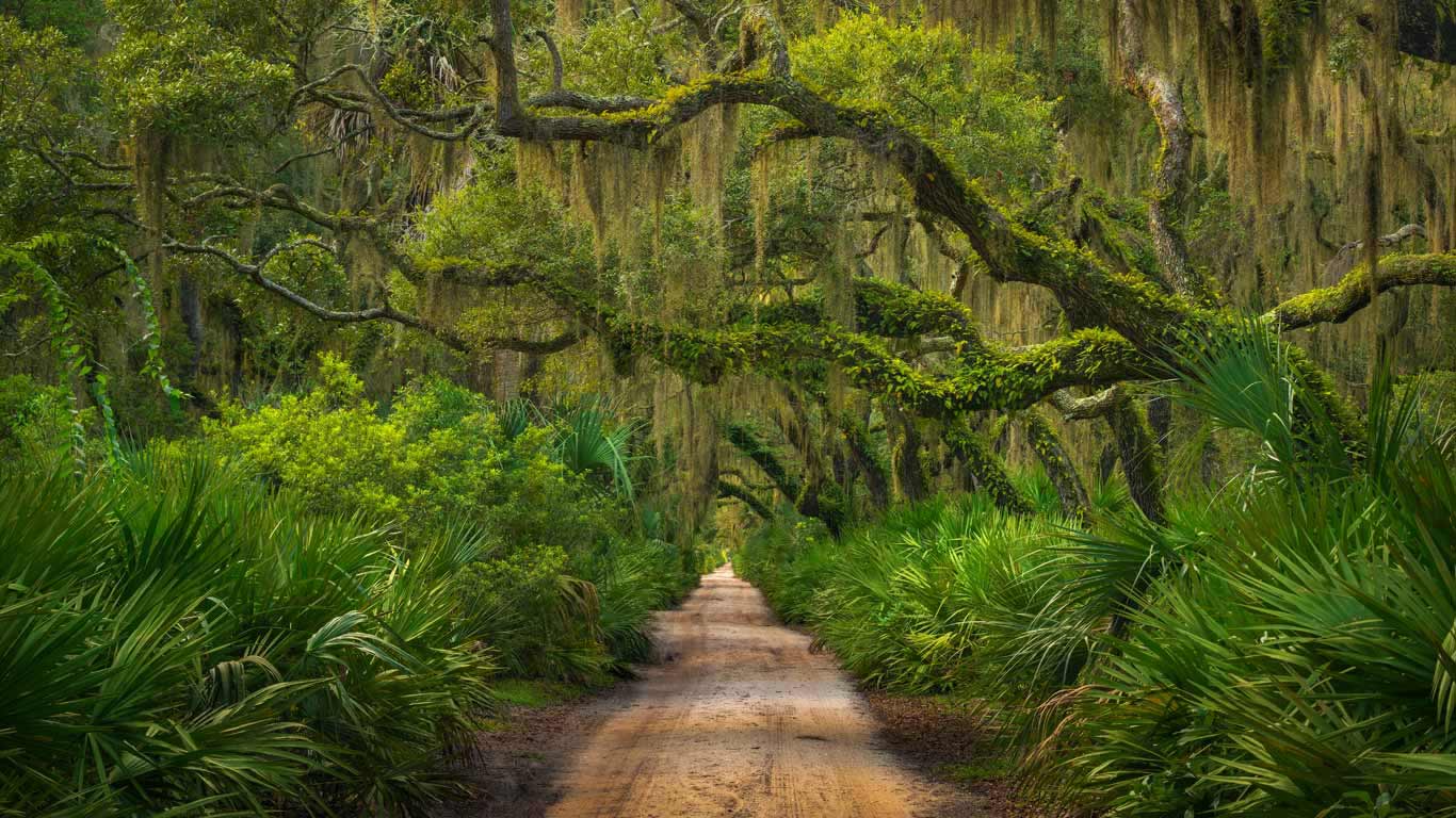 Maritime forest on Cumberland Island, Georgia (© Chris Moore/Tandem Stills + Motion)(Bing Canada)