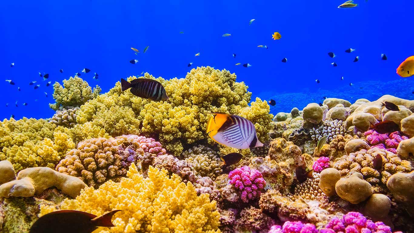 A coral reef in the Red Sea near Egypt (© cinoby/iStock/Getty Images)(Bing United Kingdom)