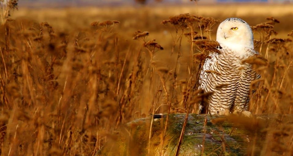 Snowy owl wintering at Boundary Bay, British Columbia, Canada (© Stephen Matera) &copy; (Bing United Kingdom)
