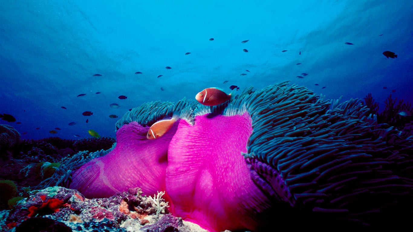 Pink skunk clownfish and magnificent sea anemone in the Great Barrier Reef, Australia (© Norbert Wu/Minden Pictures)(Bing United Kingdom)