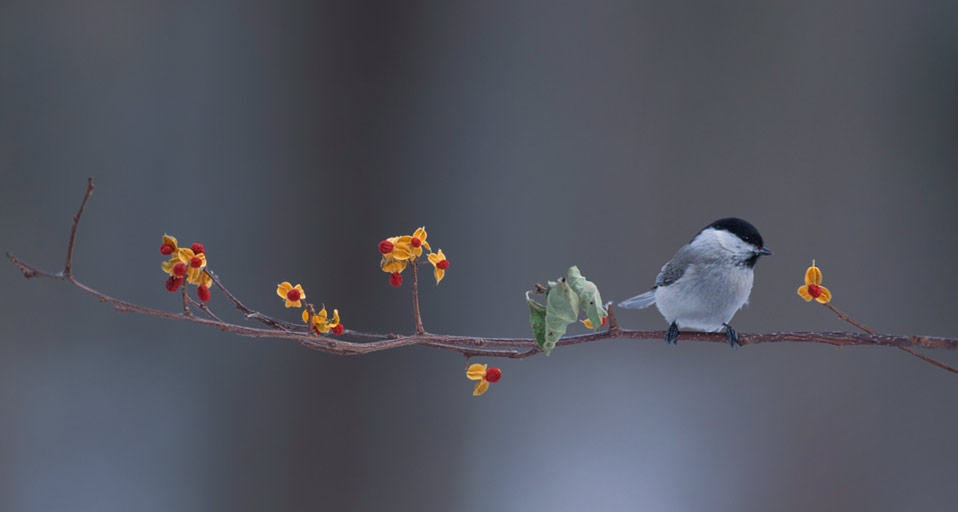 Willow tit perched on branch with berries in Hokkaido, Japan -- Aso Fujita/Corbis &copy; (Bing United Kingdom)