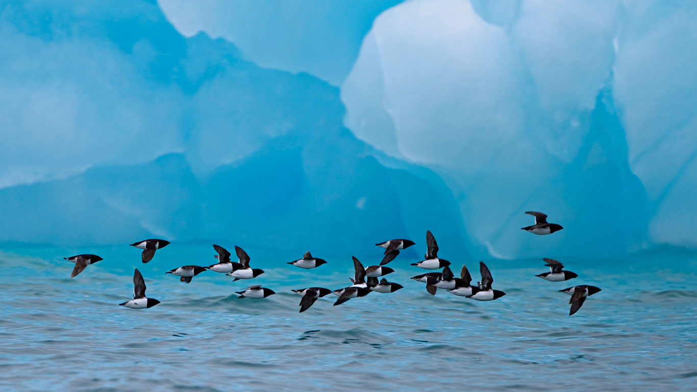 Little auks fly past an iceberg at Spitsbergen, Norway (© Danny Green/Minden Pictures)(Bing Canada)