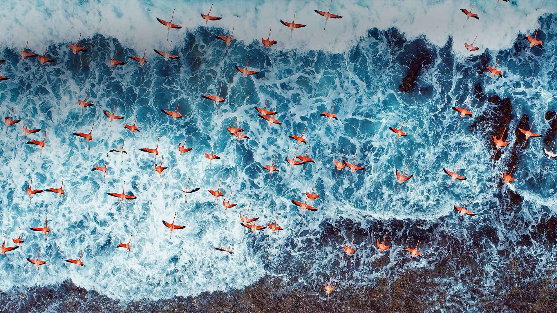 Aerial view of American flamingos flying over Los Roques Archipelago National Park, Venezuela (© Cristian Lourenco/Getty Images)(Bing United Kingdom)