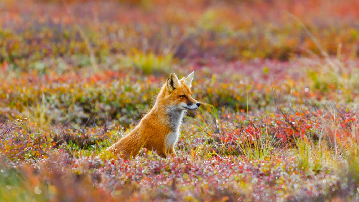 Red fox in Denali National Park and Preserve, Alaska (© Michael DeYoung/Design Pics/Getty Images)(Bing United Kingdom)