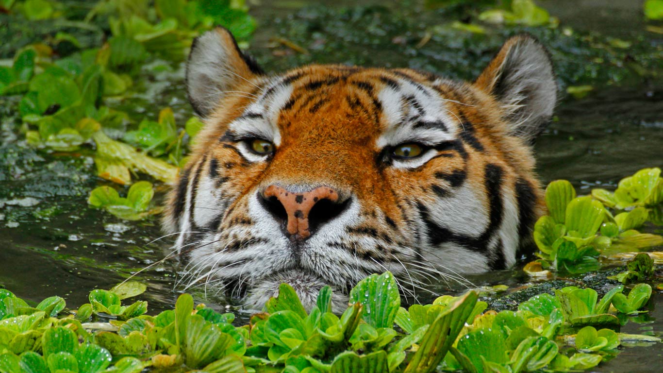 A Siberian tiger takes a swim at the Antwerp Zoo in Belgium (© Hans Kuczka/Aurora Photos)(Bing United Kingdom)