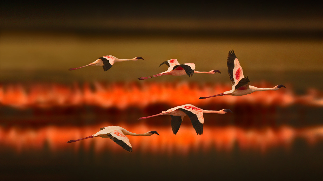Greater flamingos in Tanzania (© DLILLC/Corbis/VCG Getty Images)(Bing United Kingdom)