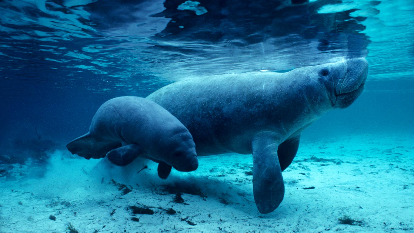 West Indian manatees in the Crystal River, Florida, USA (© Daniel J. Cox/Corbis)(Bing United Kingdom)