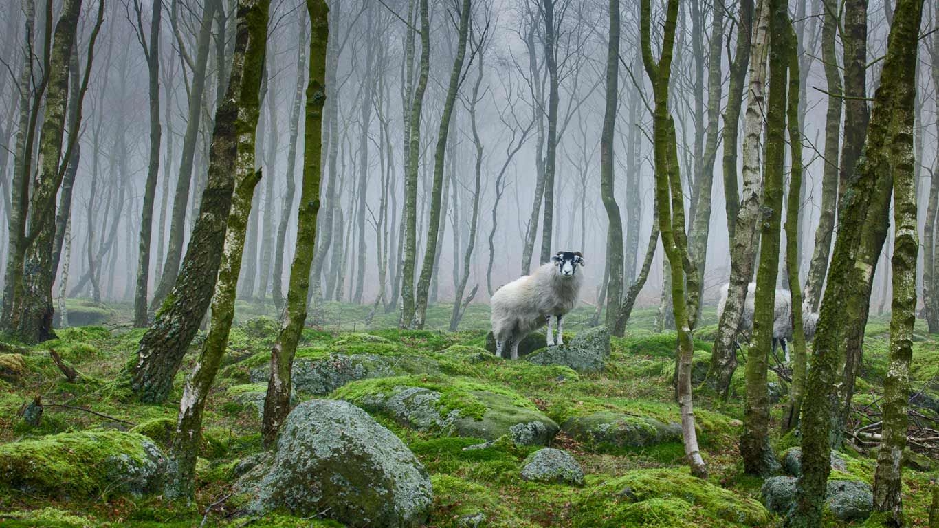 Sheep in the Peak District, Derbyshire (© James Mills/500px)(Bing United Kingdom)