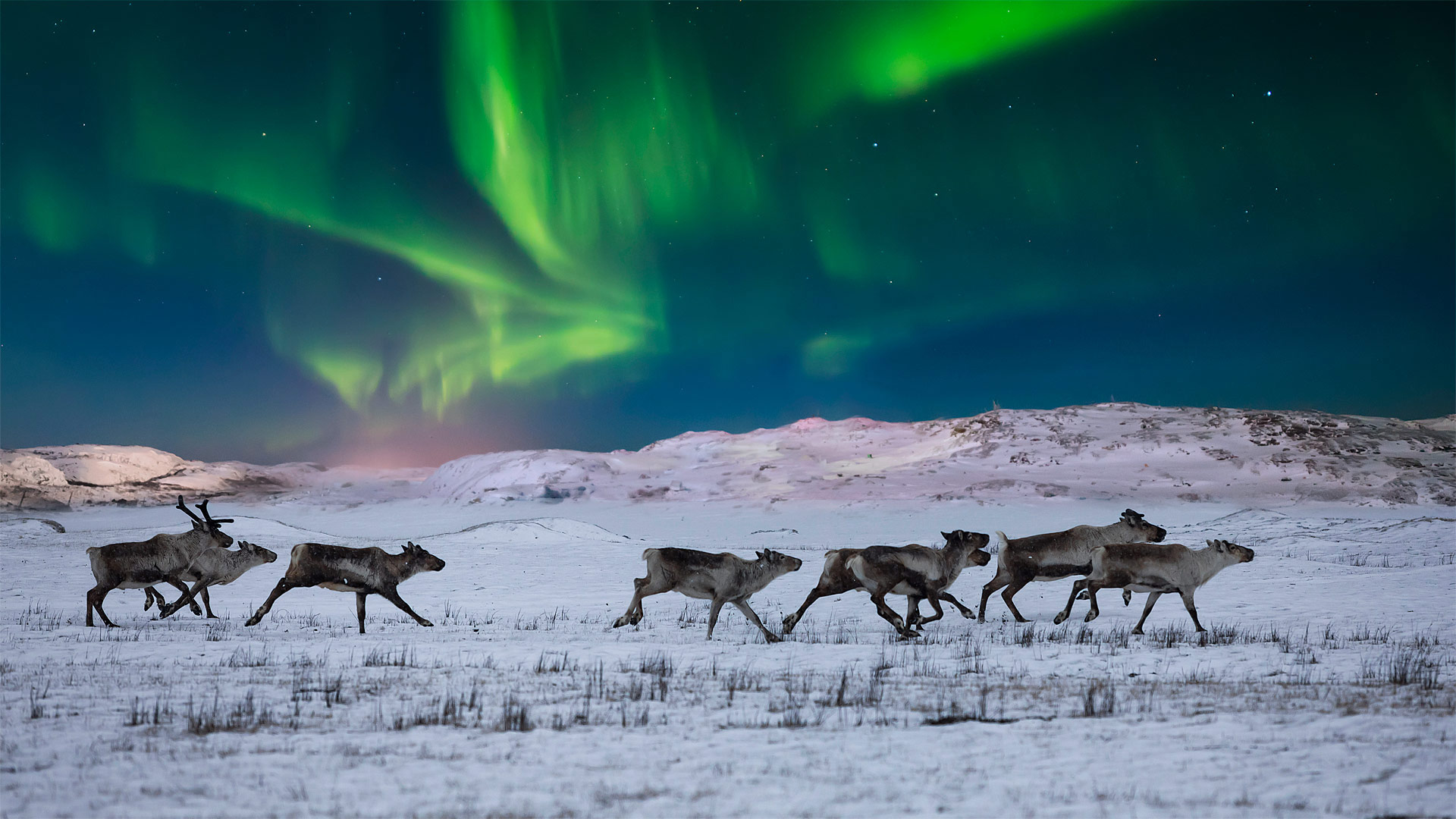 Northern lights and wild reindeer on the tundra in Norway (© Anton Petrus/Getty Images)(Bing United Kingdom)