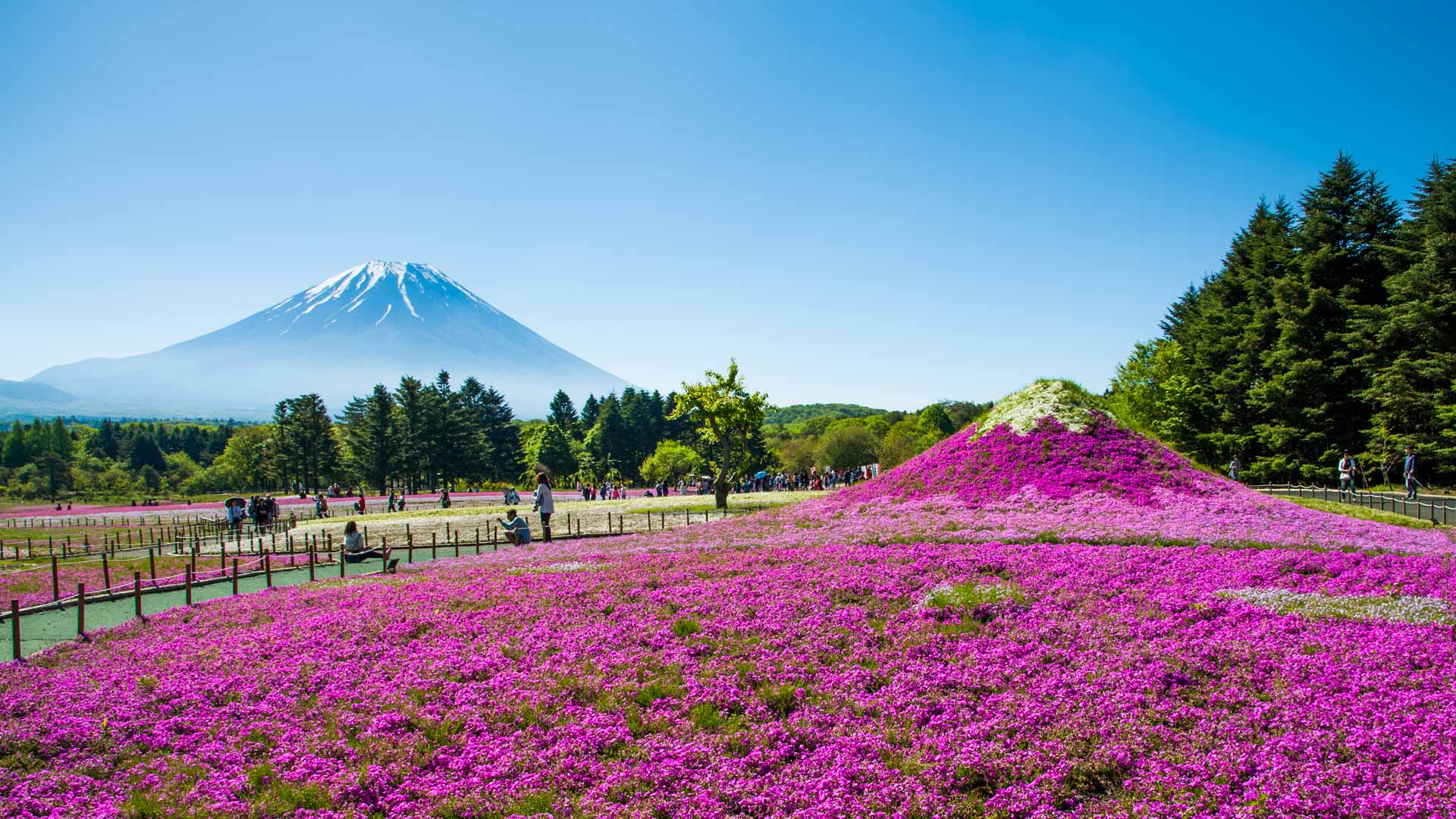 ｢富士芝桜まつり｣山梨, 富士河口湖町 (© Srinil/shutterstock)(Bing Japan)