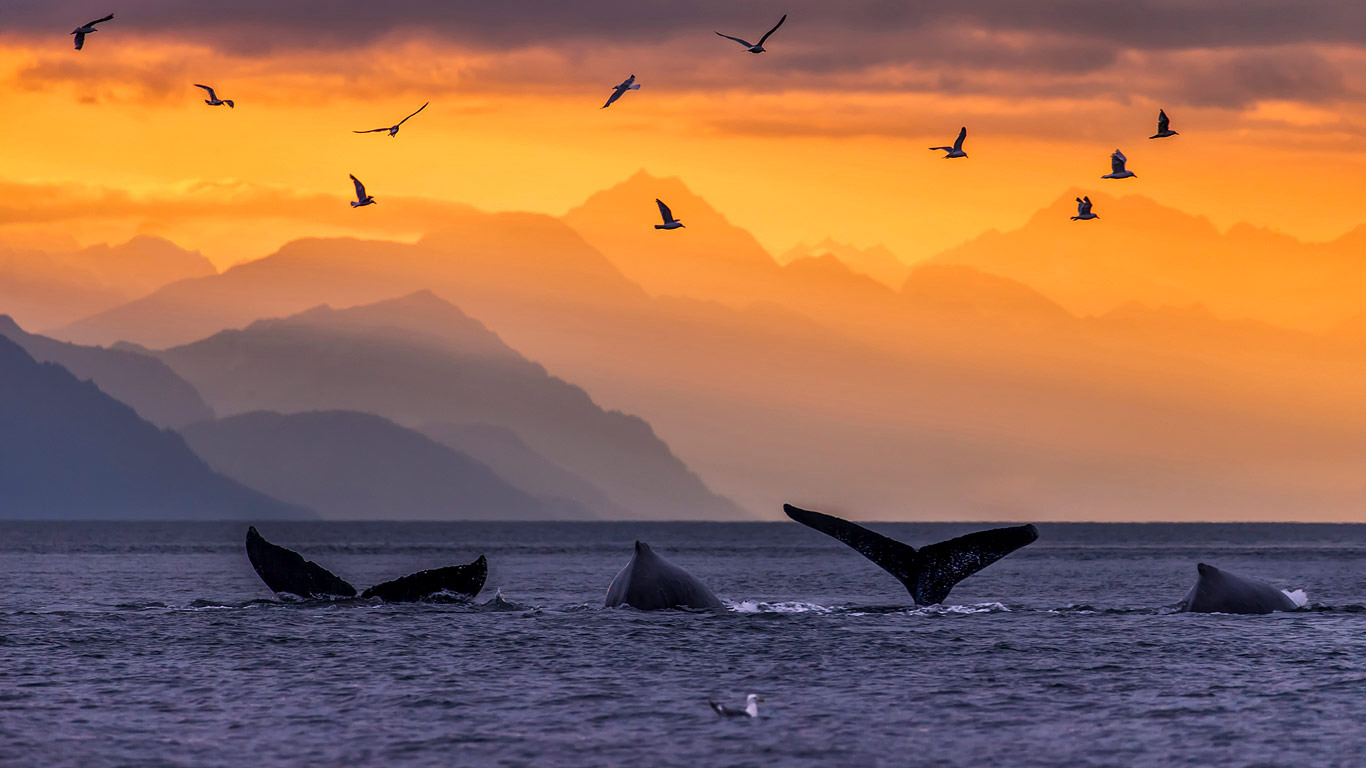 Humpback whale pod in Lynn Canal, in the Inside Passage of Alaska (© John Hyde/plainpicture)(Bing Canada)