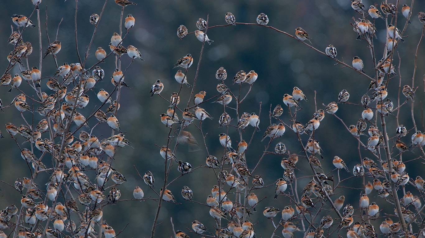 Bergfinken im Winter, Schwarzwald, Baden-Württemberg, Deutschland (© Ingo Arndt/Minden Pictures)(Bing Deutschland)