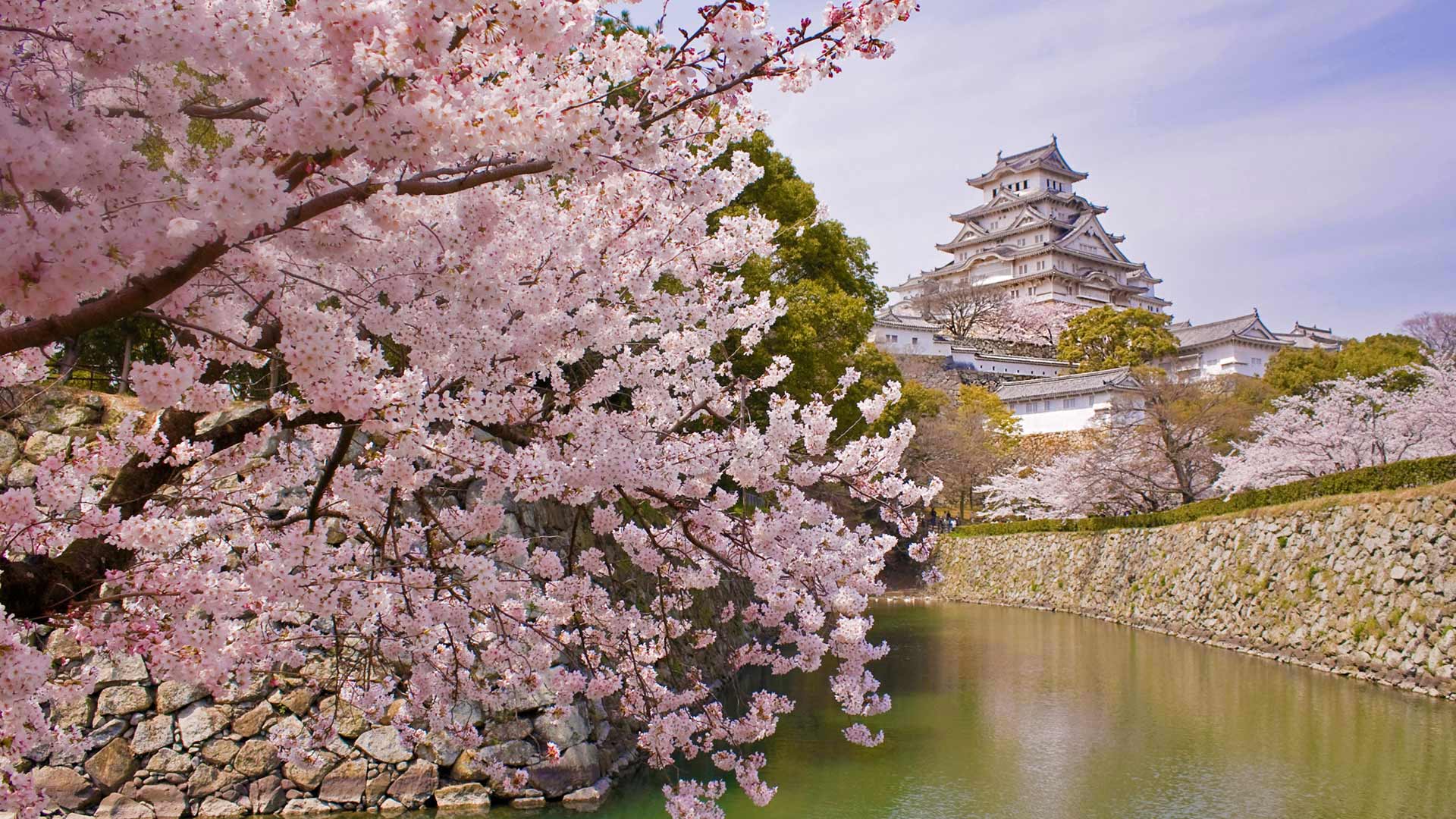 ｢姫路城と桜｣兵庫, 姫路 (© Tororo/GettyImages)(Bing Japan)