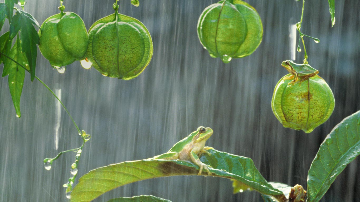 Japanese tree frogs (© Shinji Kusano/Minden Pictures)(Bing United Kingdom)