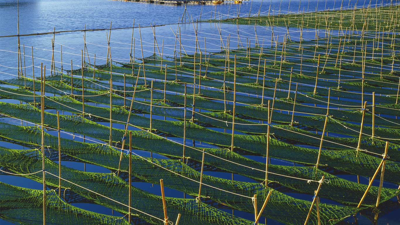 ｢あおさ海苔養殖場｣三重, 志摩 (© GYRO PHOTOGRAPHY/amanaimages/Corbis)(Bing Japan)