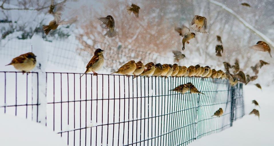 Birds landing and lifting off a snowy fence in New York City (© Vegar Abelsnes Photography/Getty Images) &copy; (Bing United States)
