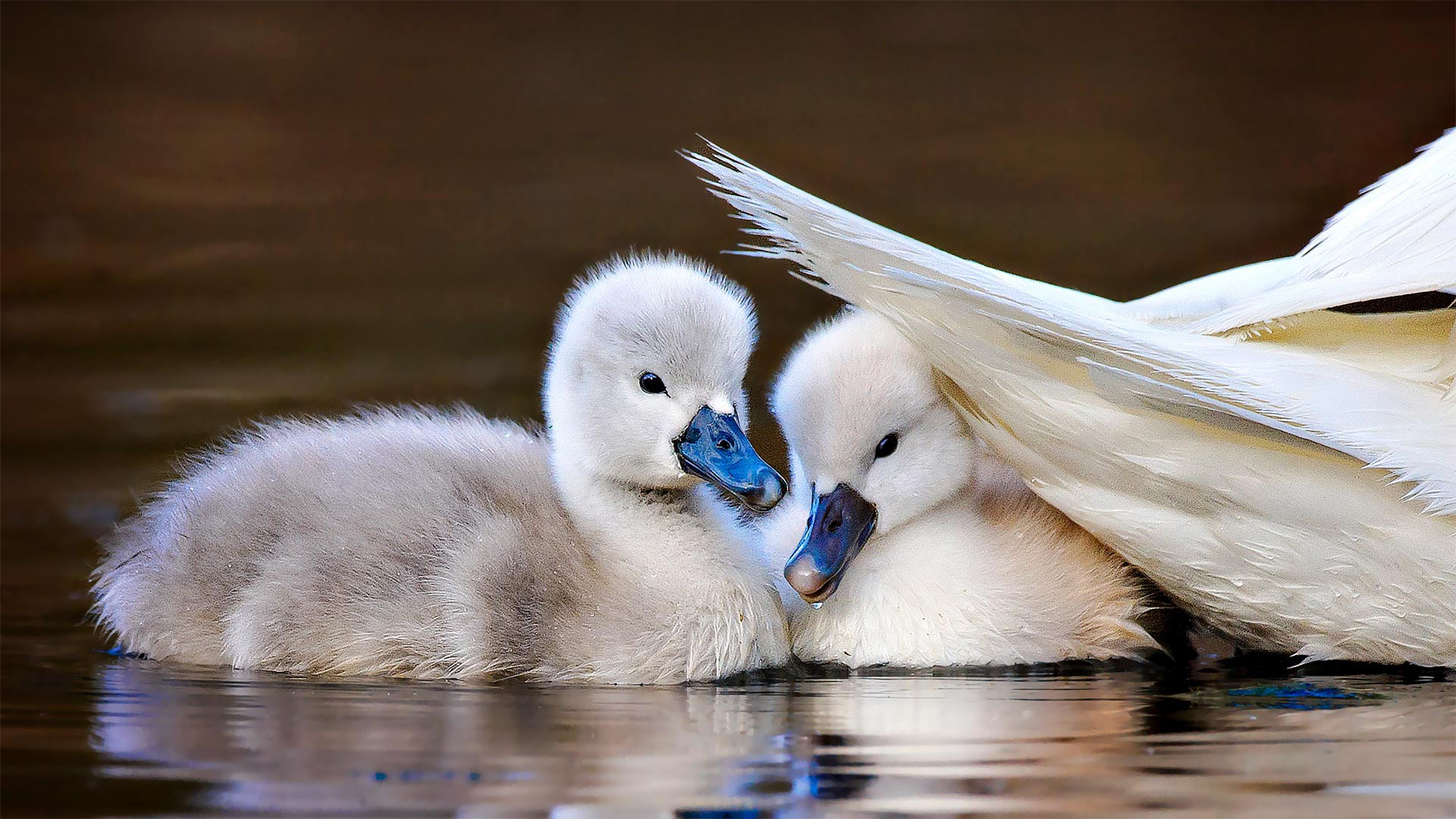 Deux bébés cygnes muets sous l’aile de leur mère dans la réserve de Massapequa, Long Island, New York, États-Unis (© Vicki Jauron/Getty Images)(Bing France)