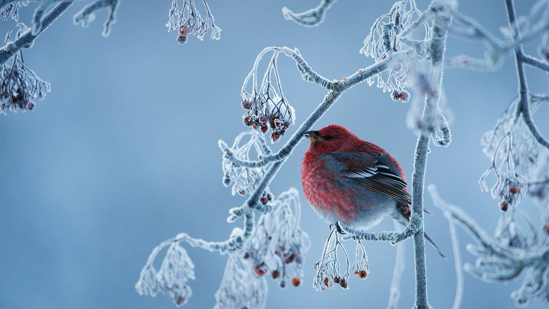 Pine grosbeak (© Peter Lilja/Getty Images)(Bing United Kingdom)