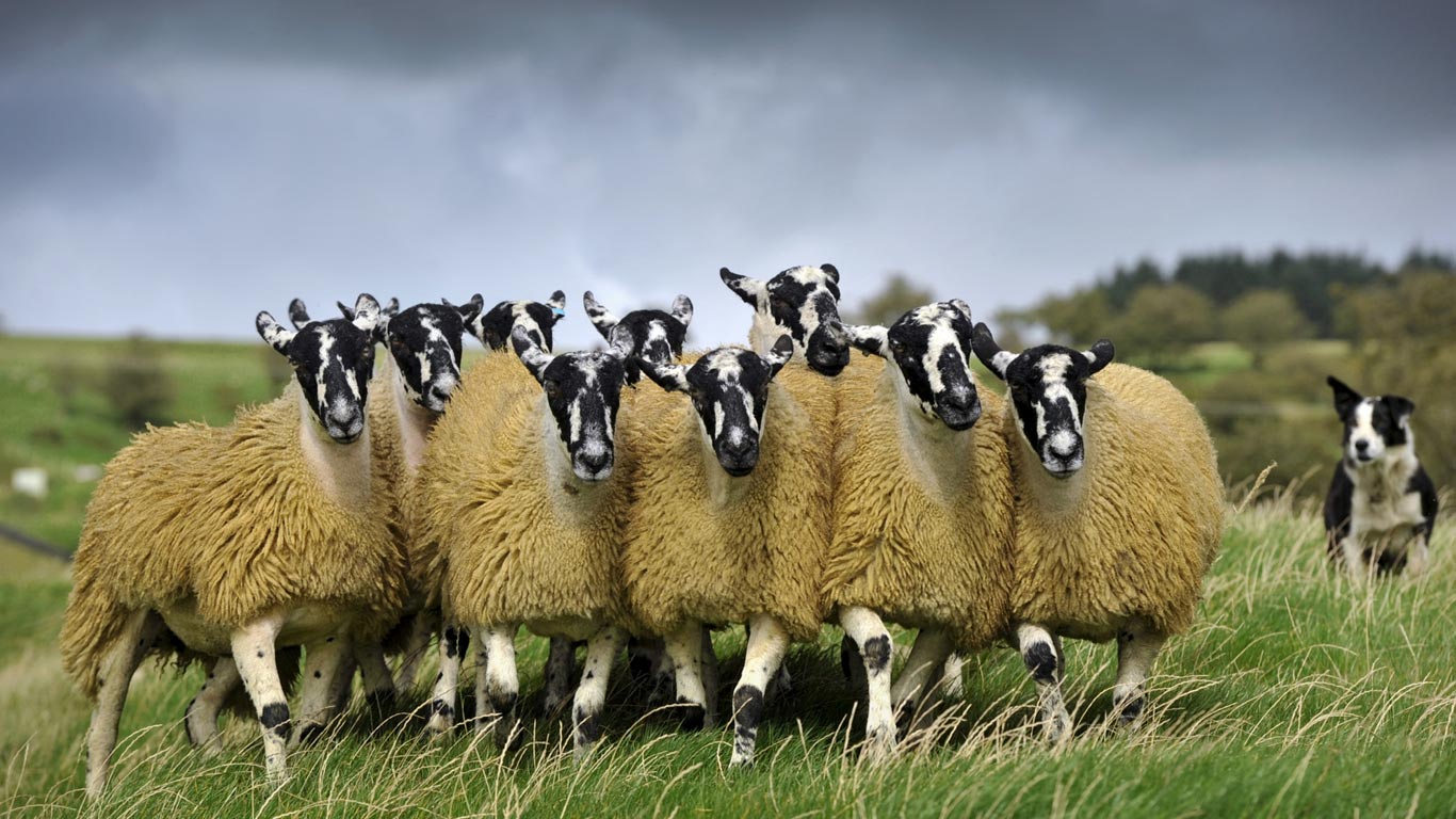 Sheep with a border collie in England (© Wayne Hutchinson/Minden Pictures)(Bing United Kingdom)