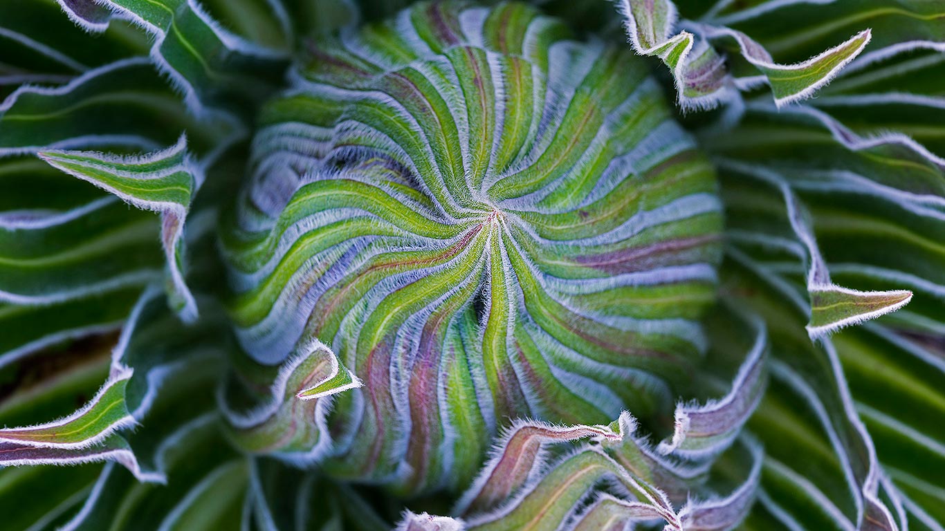 Giant lobelia in Mount Kenya National Park, Kenya (© Martin Zwick/Danita Delimont)(Bing Canada)