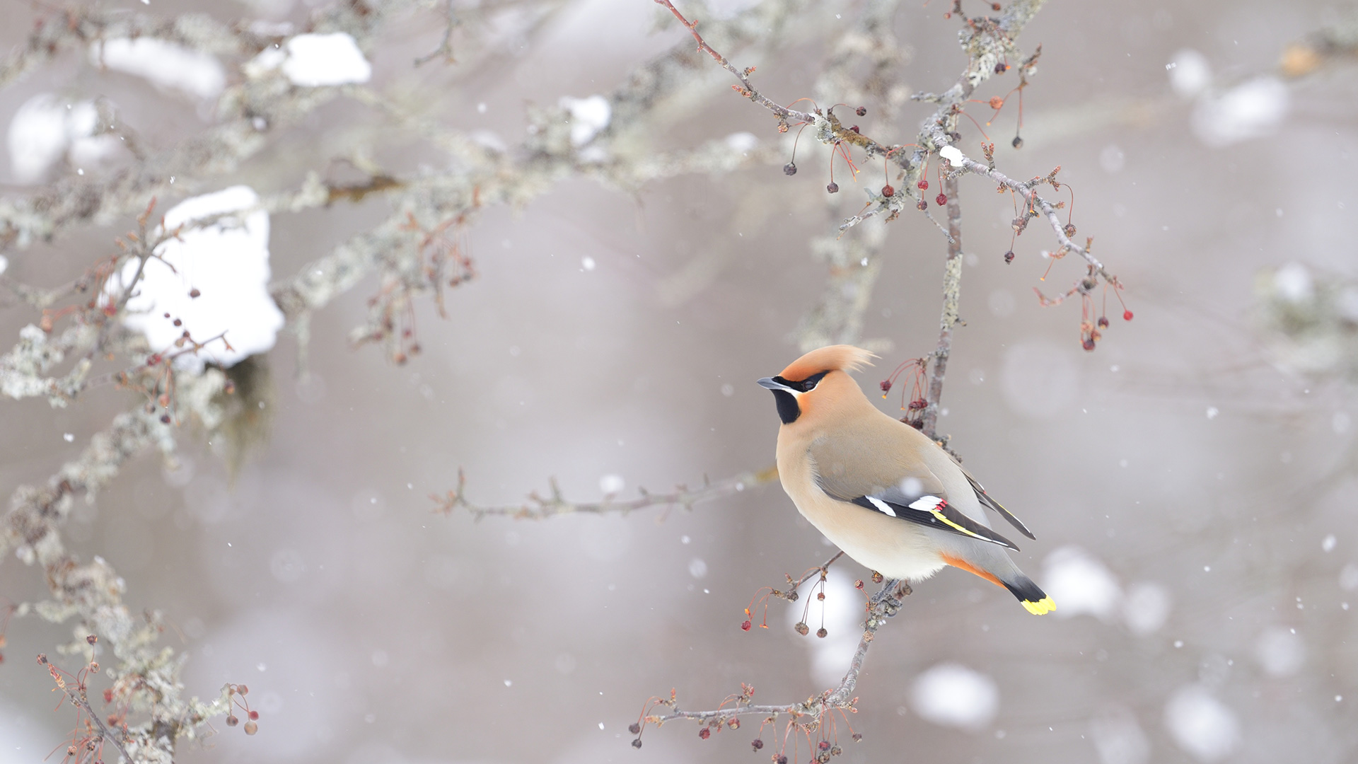 キレンジャク (© sandpiper/adobe stock)(Bing Japan)