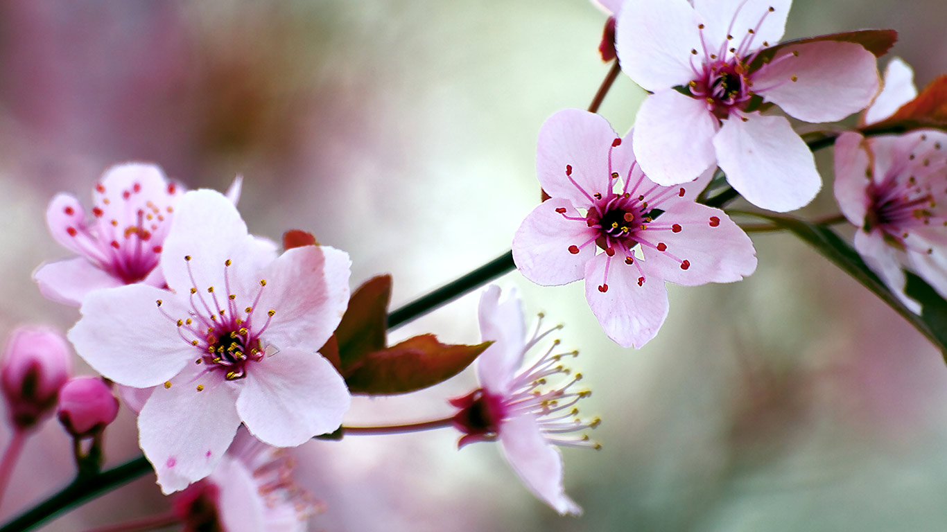Kirschblüte (© Janusz Ziob/Flickr/Getty Images)(Bing Deutschland)
