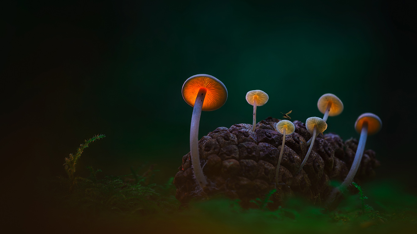 Mushrooms in the Dark Dunes near Den Helder, Netherlands (© Daniel Laan/500px)(Bing United Kingdom)
