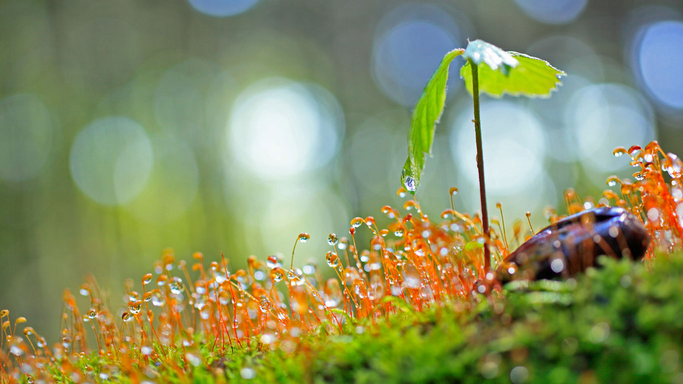 An oak tree start (© plusphoto/Getty Images)(Bing Canada)