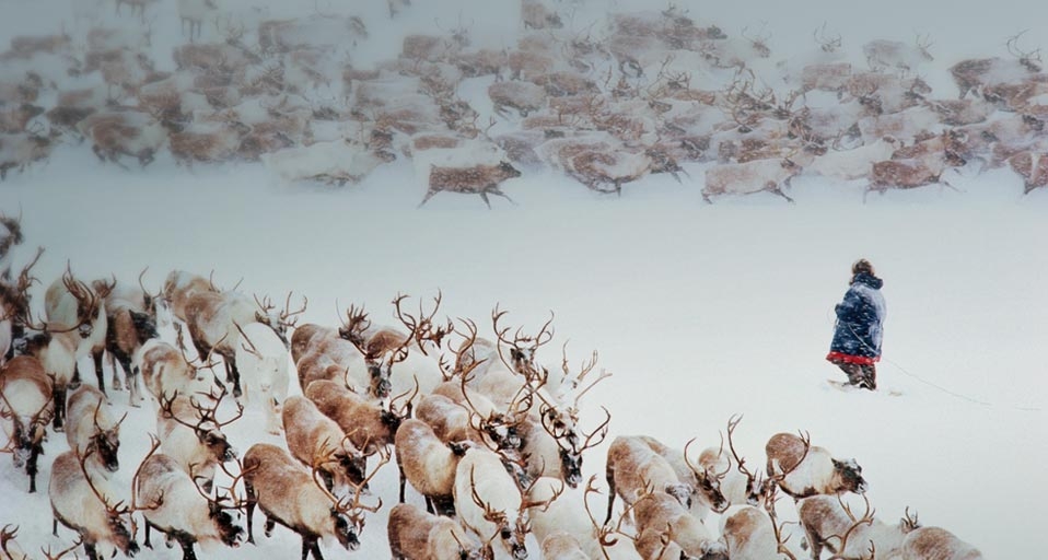 Reindeer and Chukchi reindeer herder in snow of Siberia, Russia -- Natalie Fobes/Getty Images &copy; (Bing United Kingdom)
