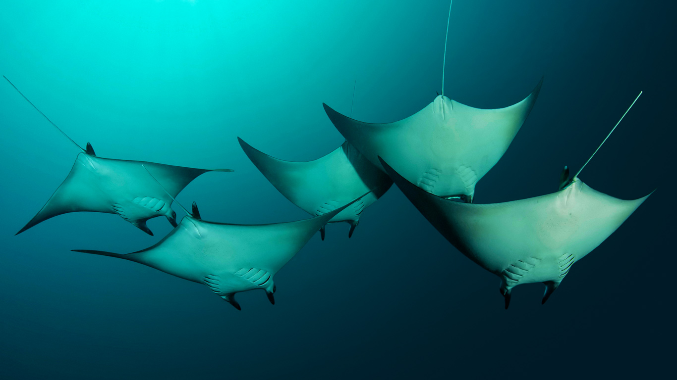 Manta rays near the Solomon Islands (© Don Silcock/Cultura/plainpicture)(Bing Canada)