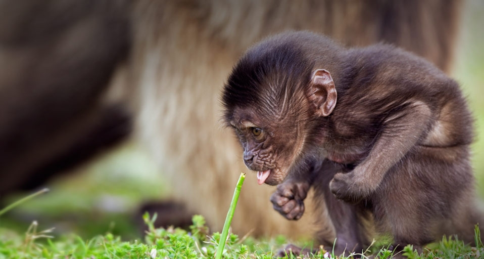 Infant gelada baboon in Simien Mountains National Park, Ethiopia (©Fiona Rogers/Corbis) &copy; (Bing United Kingdom)