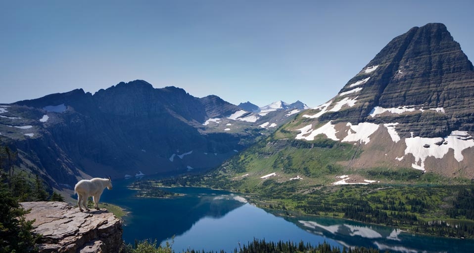 Mountain goat overlooking Hidden Lake and Bearhat Mountain, Glacier National Park, Montana -- Roberta Olenick/Corbis &copy; (Bing United Kingdom)