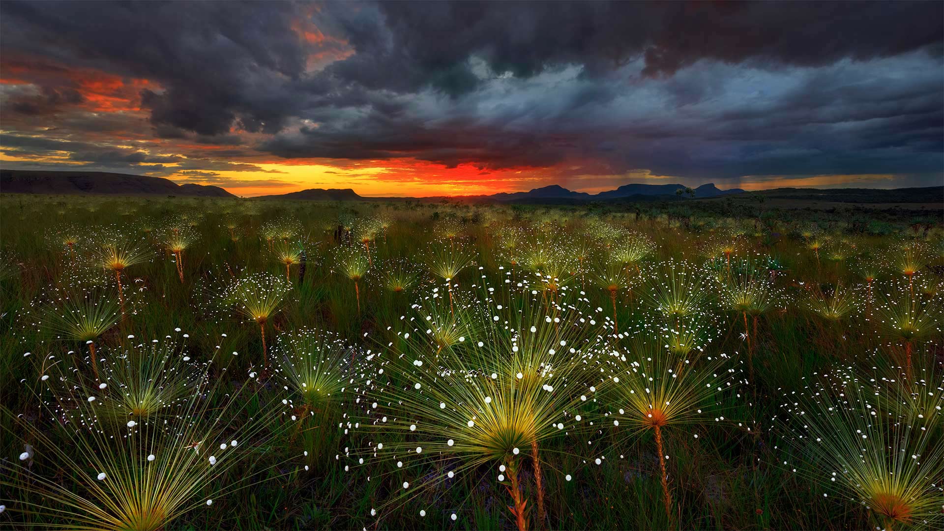 Paepalanthus flowers at sunset, Chapada dos Veadeiros National Park, Brazil (© Marcio Cabral/Getty Images)(Bing United Kingdom)
