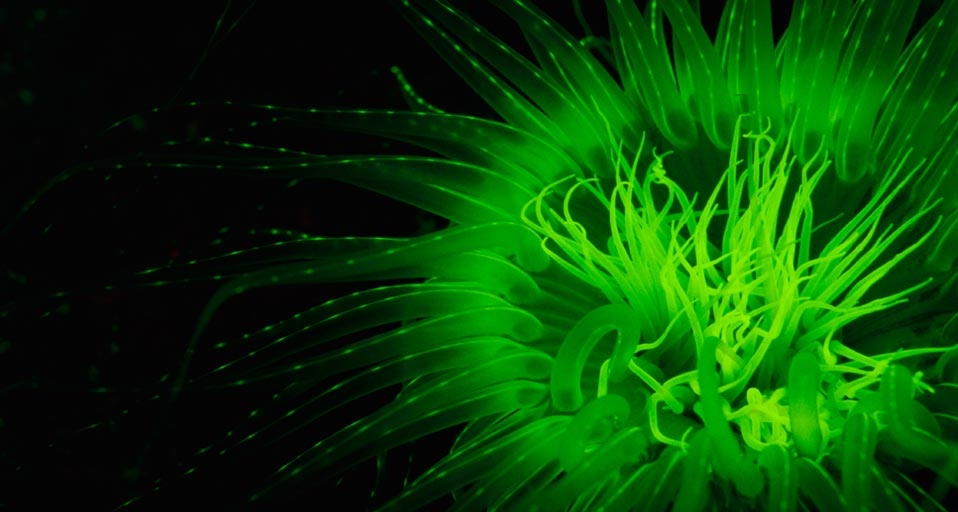 Tube anemone (© Stuart Westmorland/Corbis) &copy; (Bing United Kingdom)