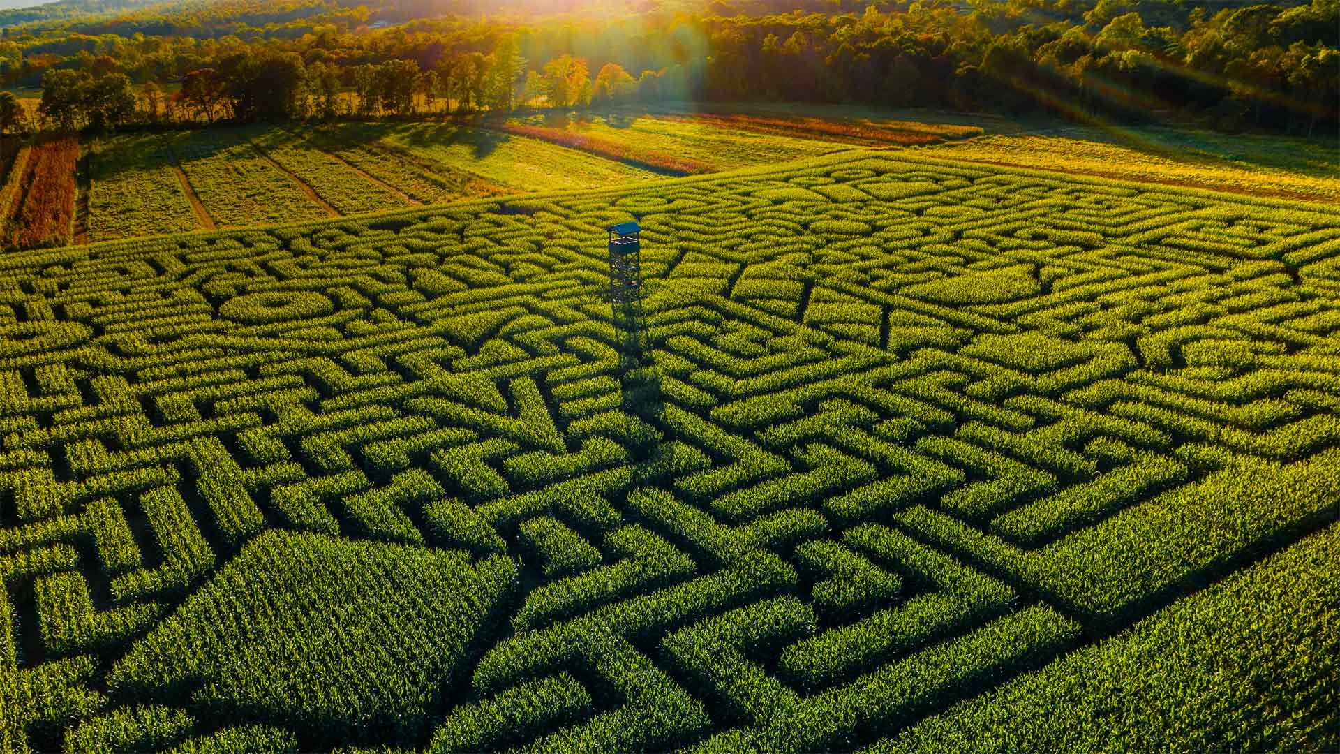 Mazezilla corn maze at Klingel