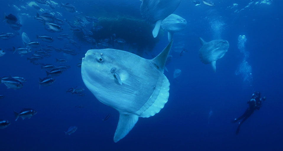 Ocean Sunfish gather at an ocean cleaning station -- Richard Herrmann/Photolibrary &copy; (Bing United Kingdom)