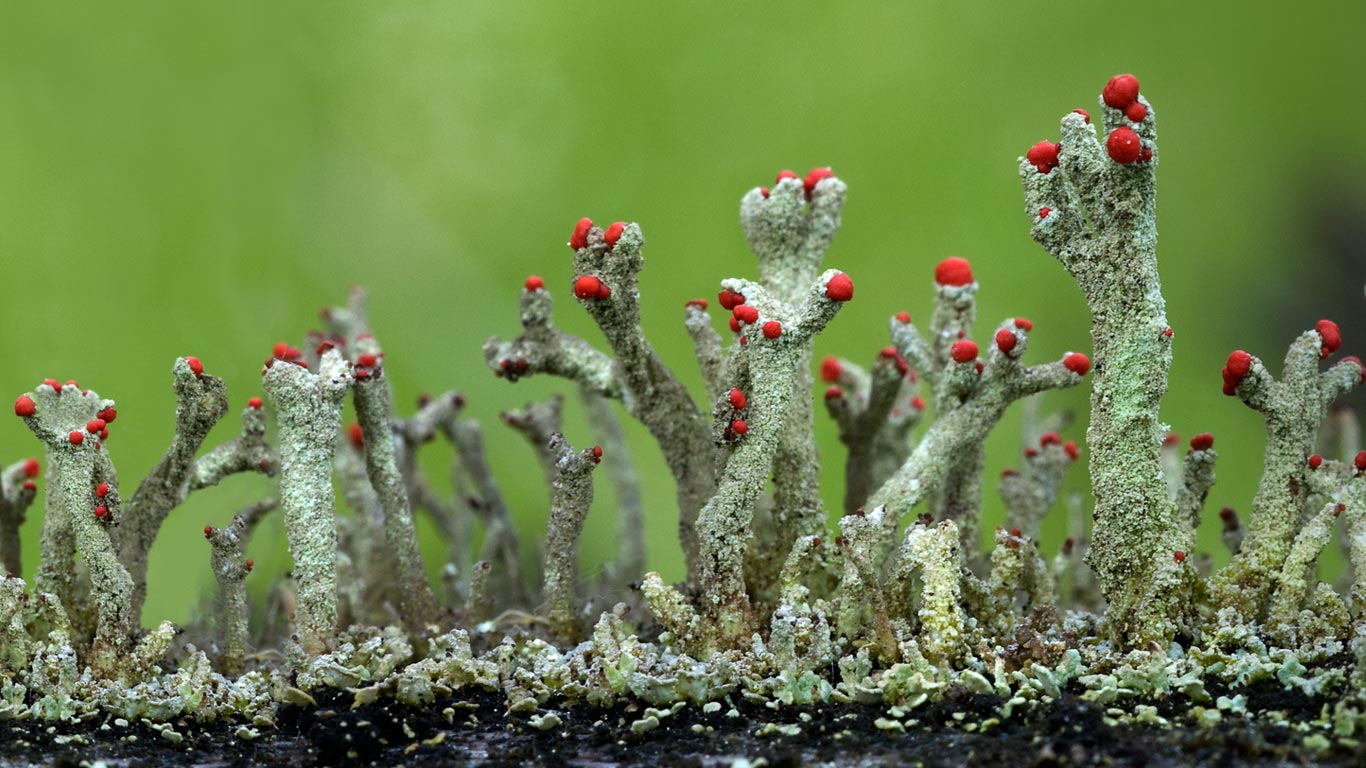 Cladonia floerkeana lichen growth in Eifel, Germany (© Jean Claessens/Corbis)(Bing United Kingdom)