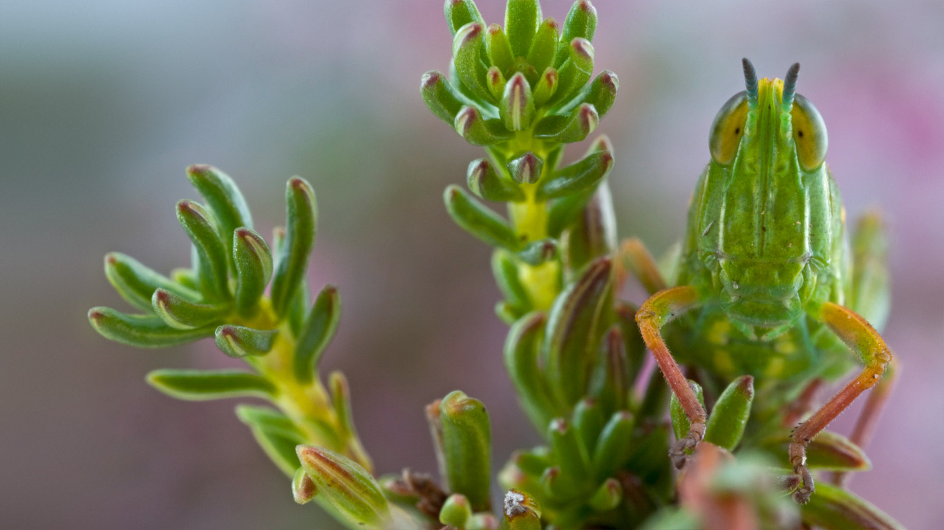 Grasshopper on Jonaskop, a mountain in South Africa (© Piotr Naskrecki/Corbis)(Bing United States)