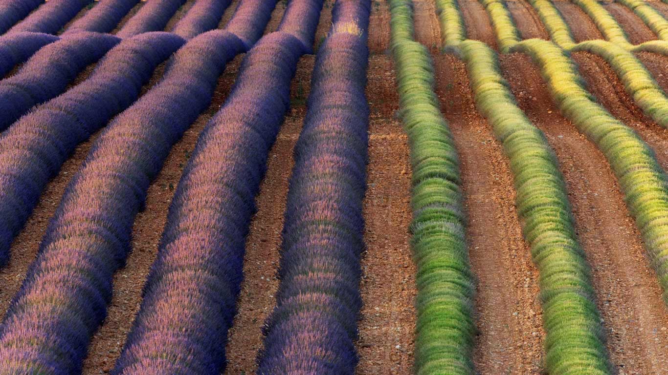Lavender fields of Valensole, Provence, France (© Frank Krahmer/Panorama Stock)(Bing United Kingdom)
