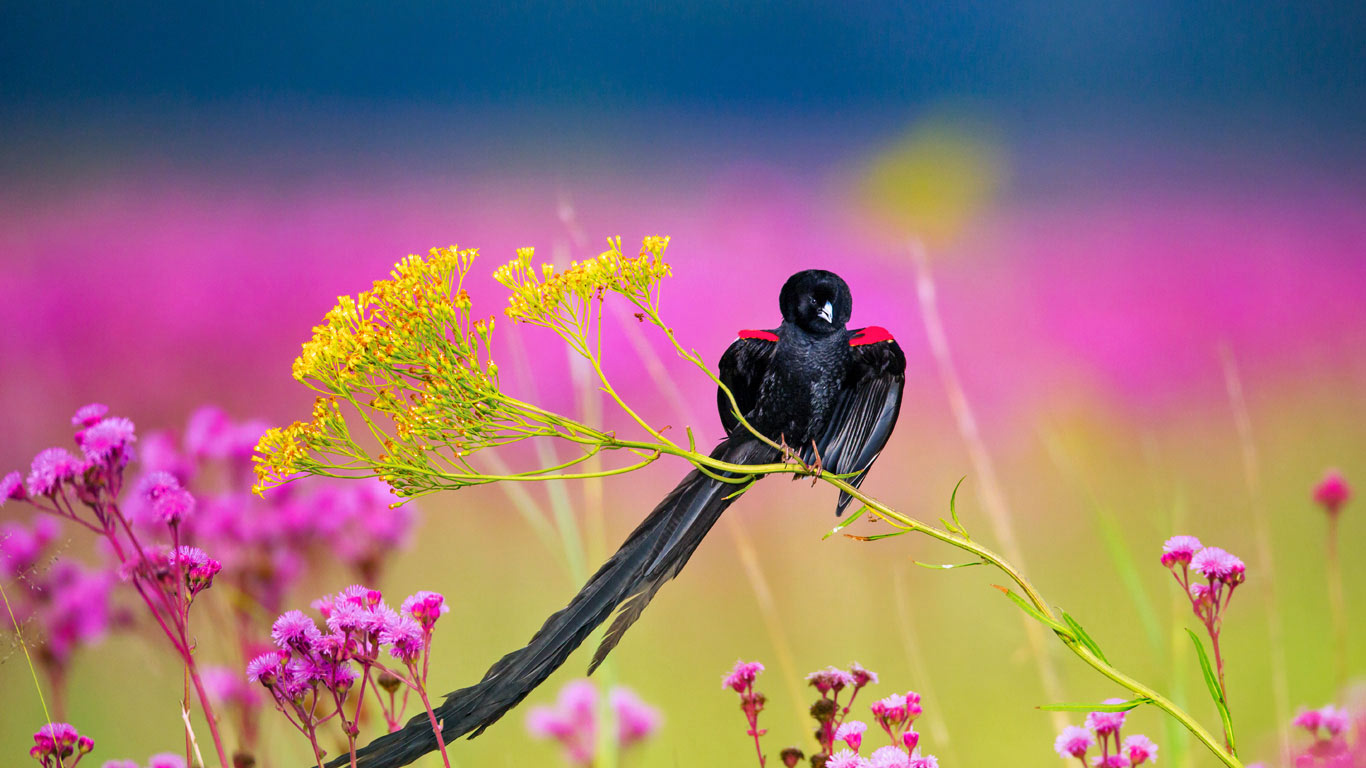 Long-tailed widowbird male, Rietvlei Nature Reserve, South Africa (© Richard Du Toit/Getty Images)(Bing United Kingdom)