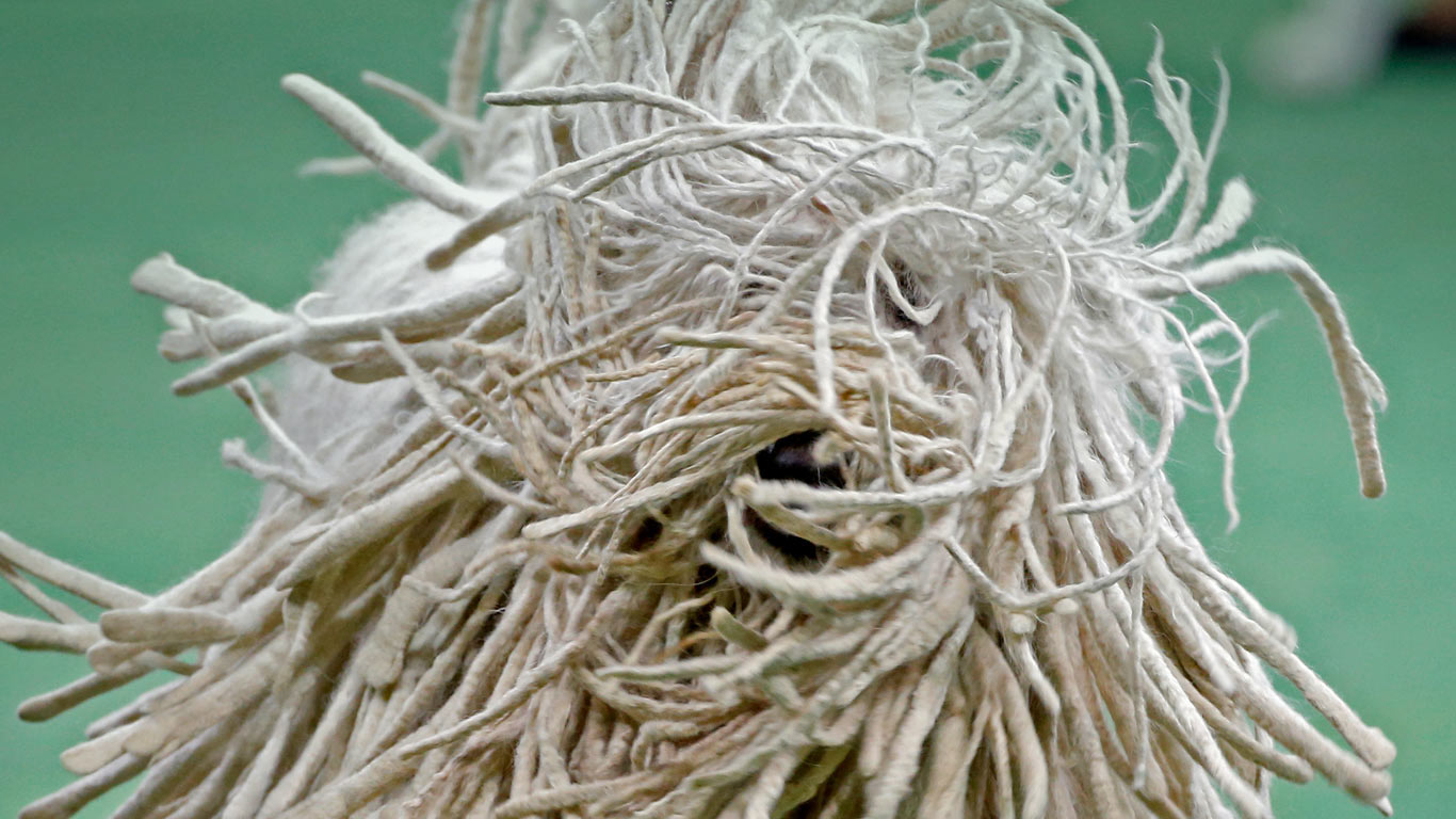 Close-up view of a Komondor (© Mike Segar/Reuters)(Bing United Kingdom)