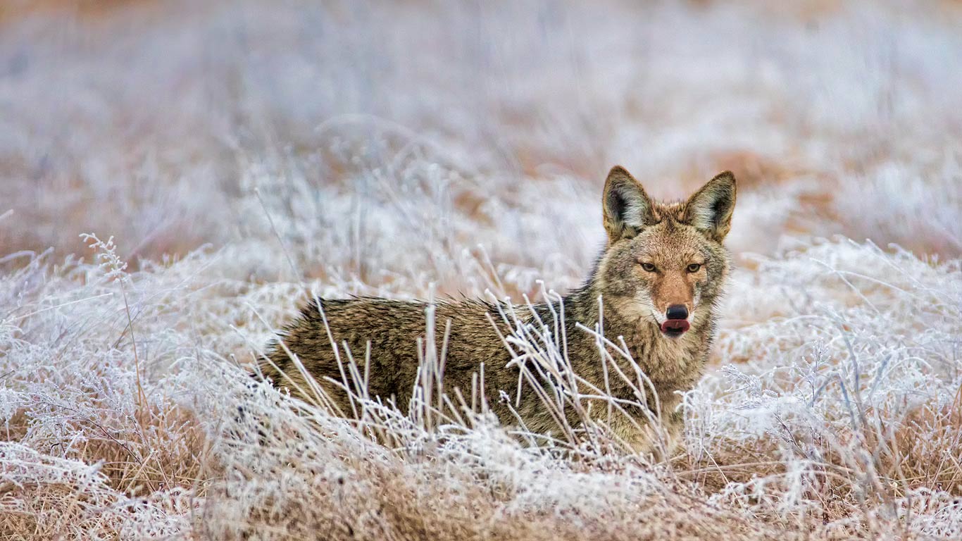Coyote in Marymoor Park, Redmond, Washington (© Joseph Calev)(Bing United Kingdom)