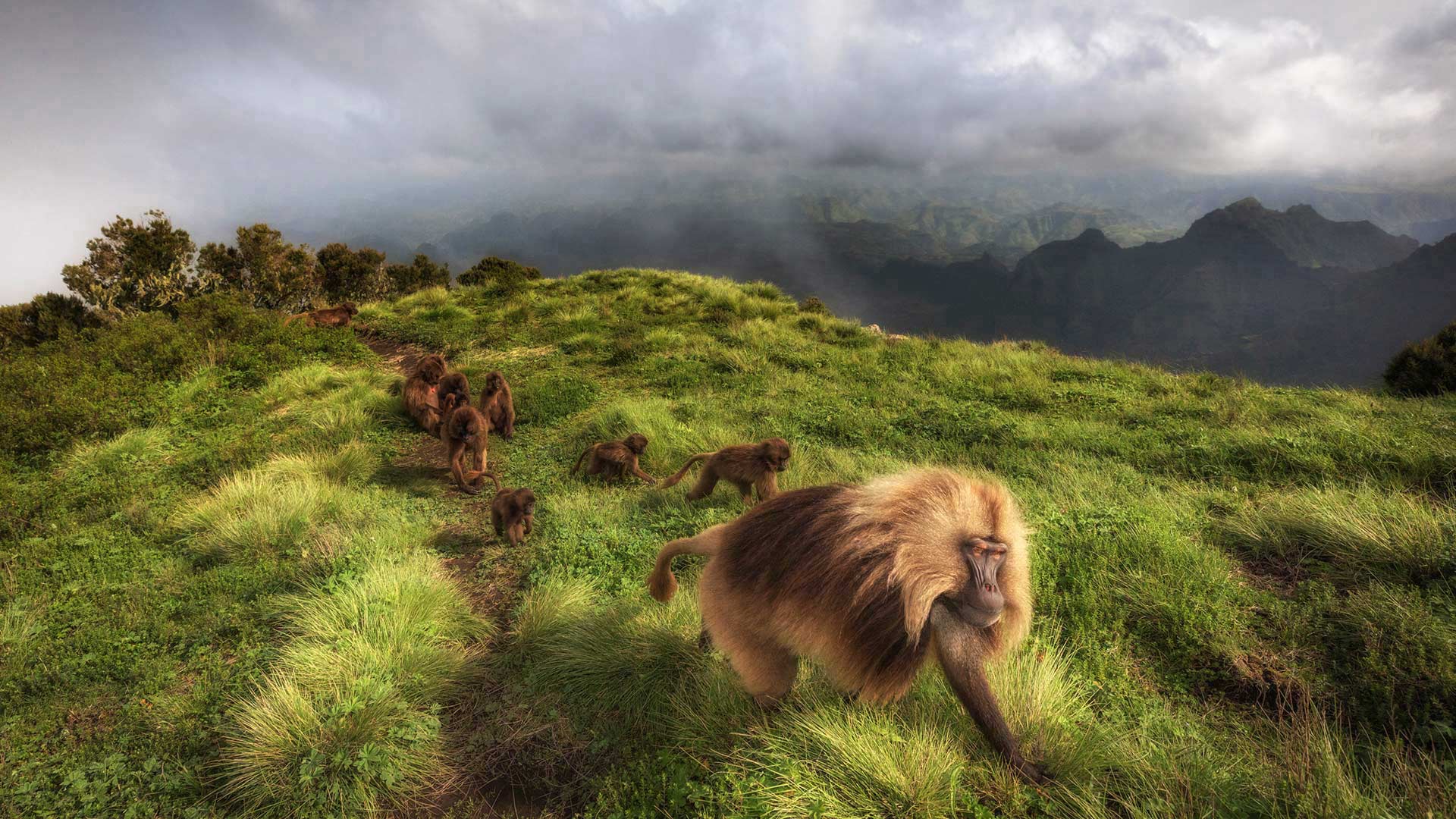 Gelada monkeys in Simien Mountains National Park, Northern Ethiopia (© Marco Gaiotti/plainpicture)(Bing United Kingdom)
