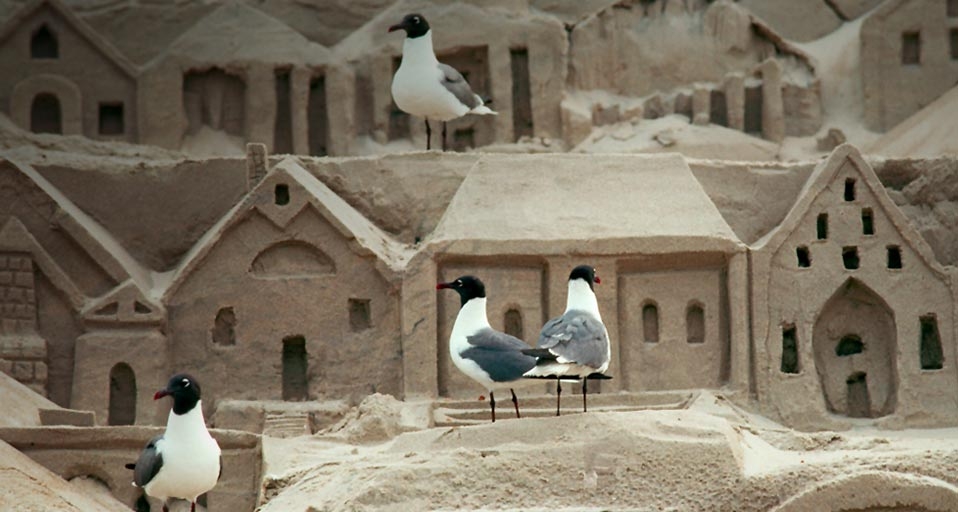 Black-headed seagulls populate an elaborately carved sand sculpture on a beach at Ocean City, Maryland -- Kevin Fleming/Corbis &copy; (Bing United Kingdom)