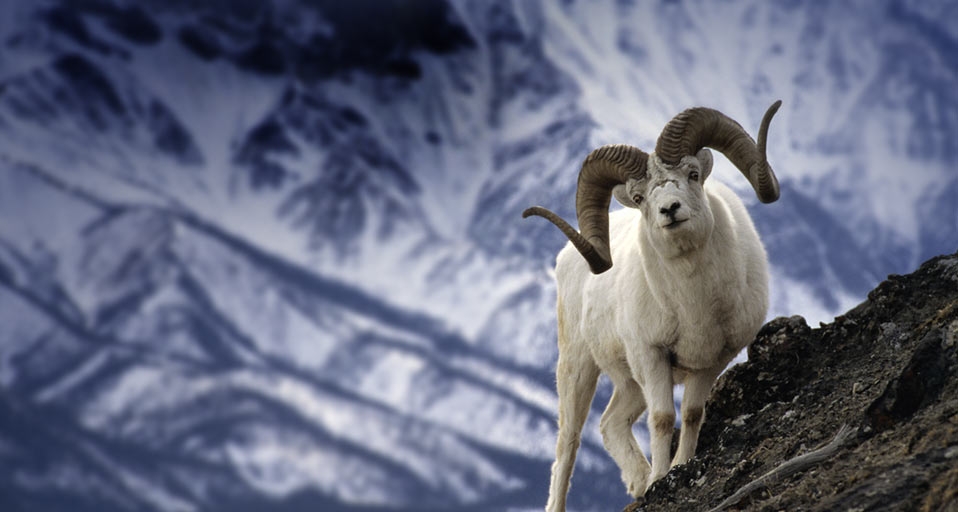 Bighorn sheep, Kluanee National Park, Yukon Territory, Canada -- Michael S Quinton/Photolibrary &copy; (Bing Canada)