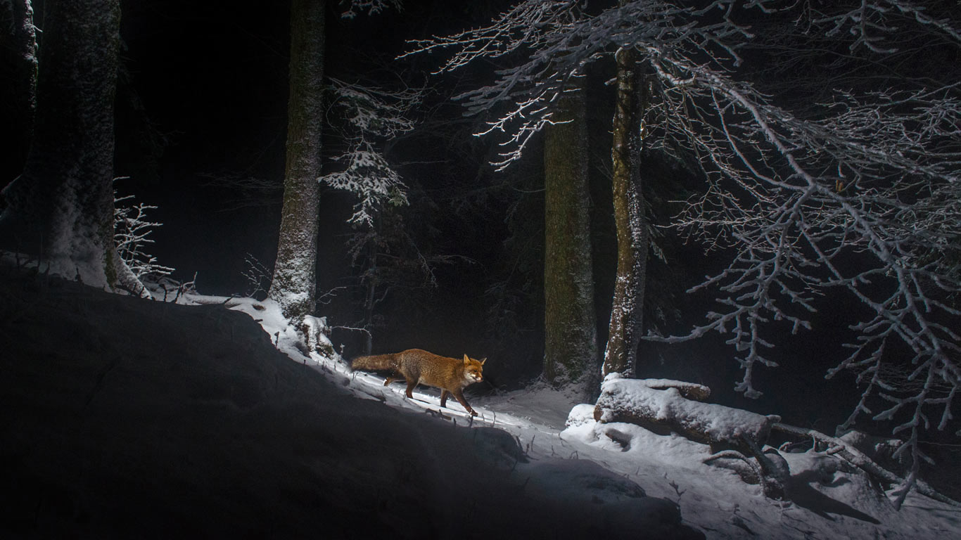A red fox on the Swiss side of the Jura Mountain range (© Laurent Geslin/NPL/Minden Pictures)(Bing United Kingdom)
