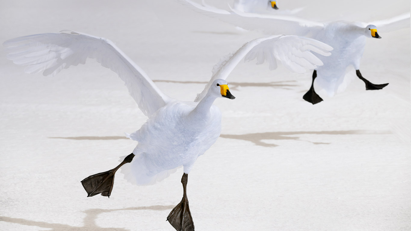 Whooper swans on Lake Kussharo, Hokkaido, Japan (© Ocean/Corbis)(Bing Canada)