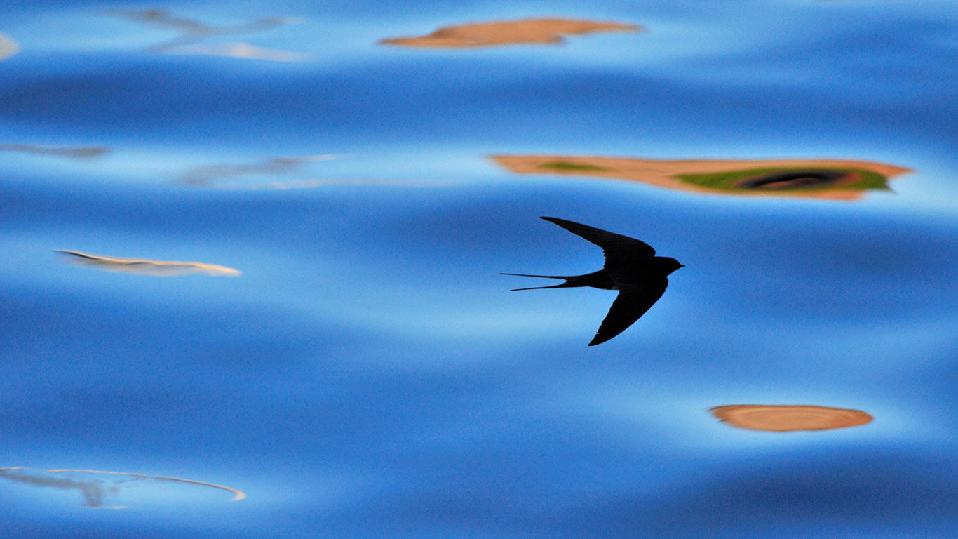 Silhouette of barn swallow in Berwickshire, Scotland (© Laurie Campbell/Alamy)(Bing United States)