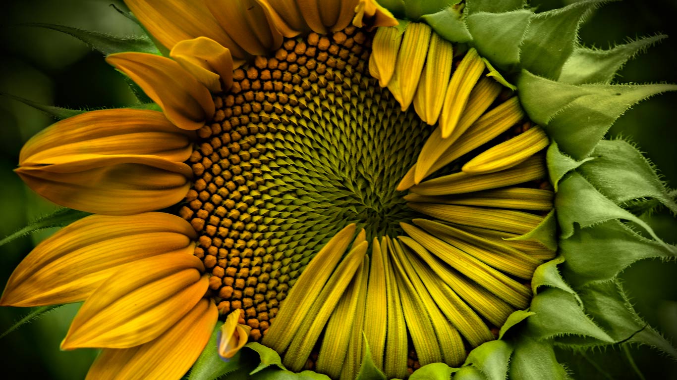 Immature sunflower (© Marion Faria/500px)(Bing United Kingdom)